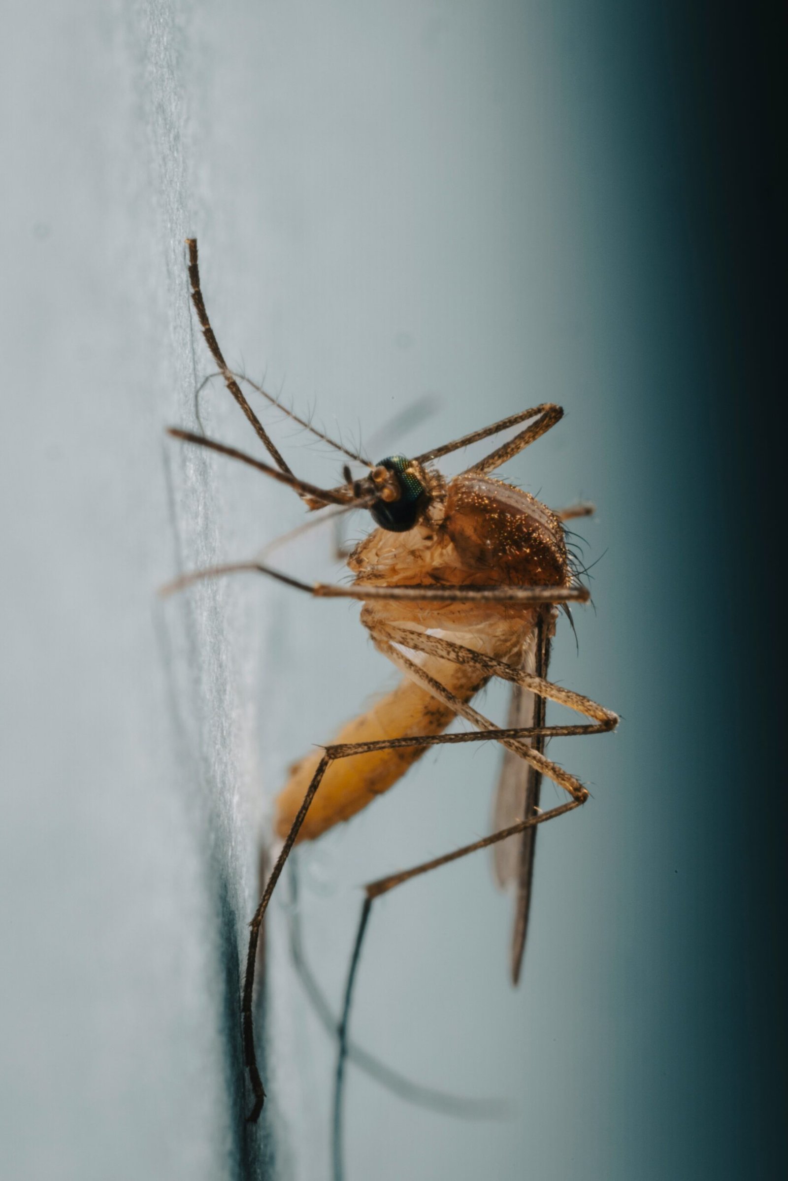 Mosquitos