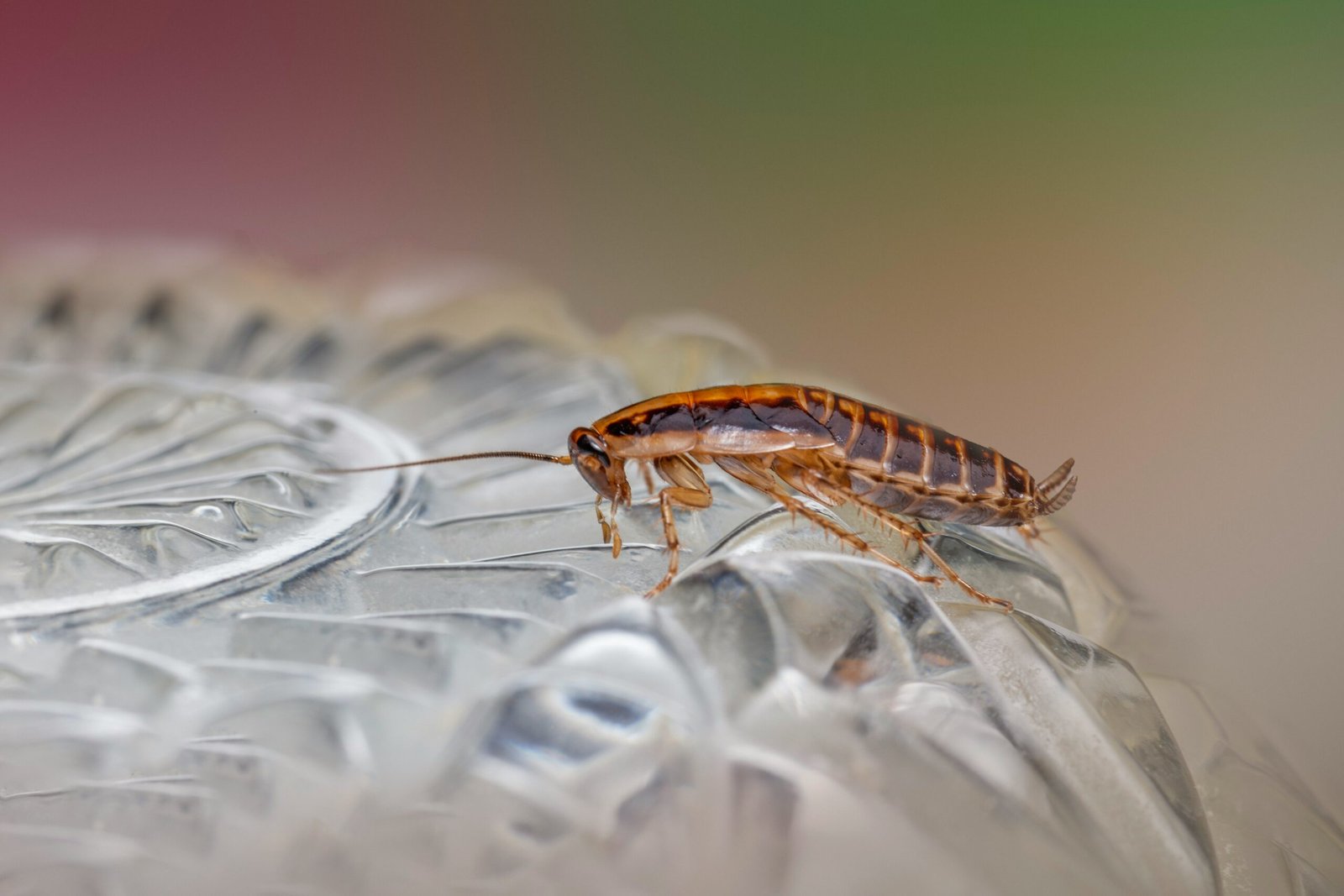 roach control los angeles