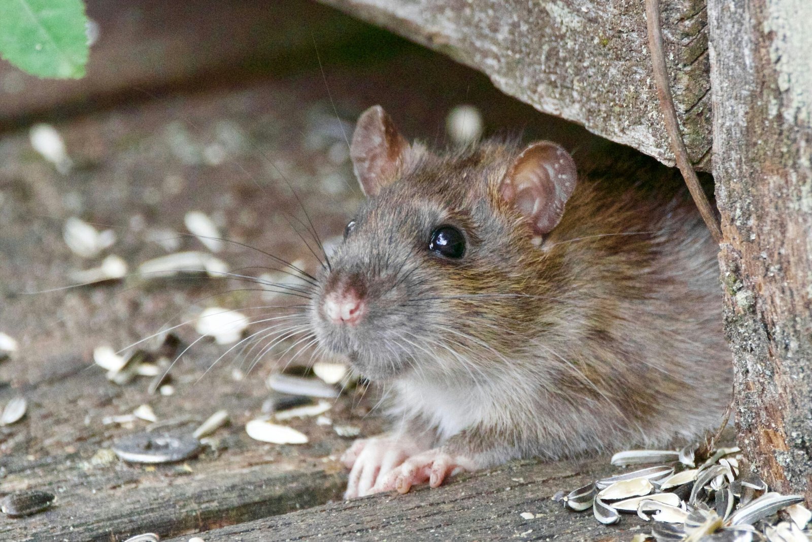 rodent control anaheim