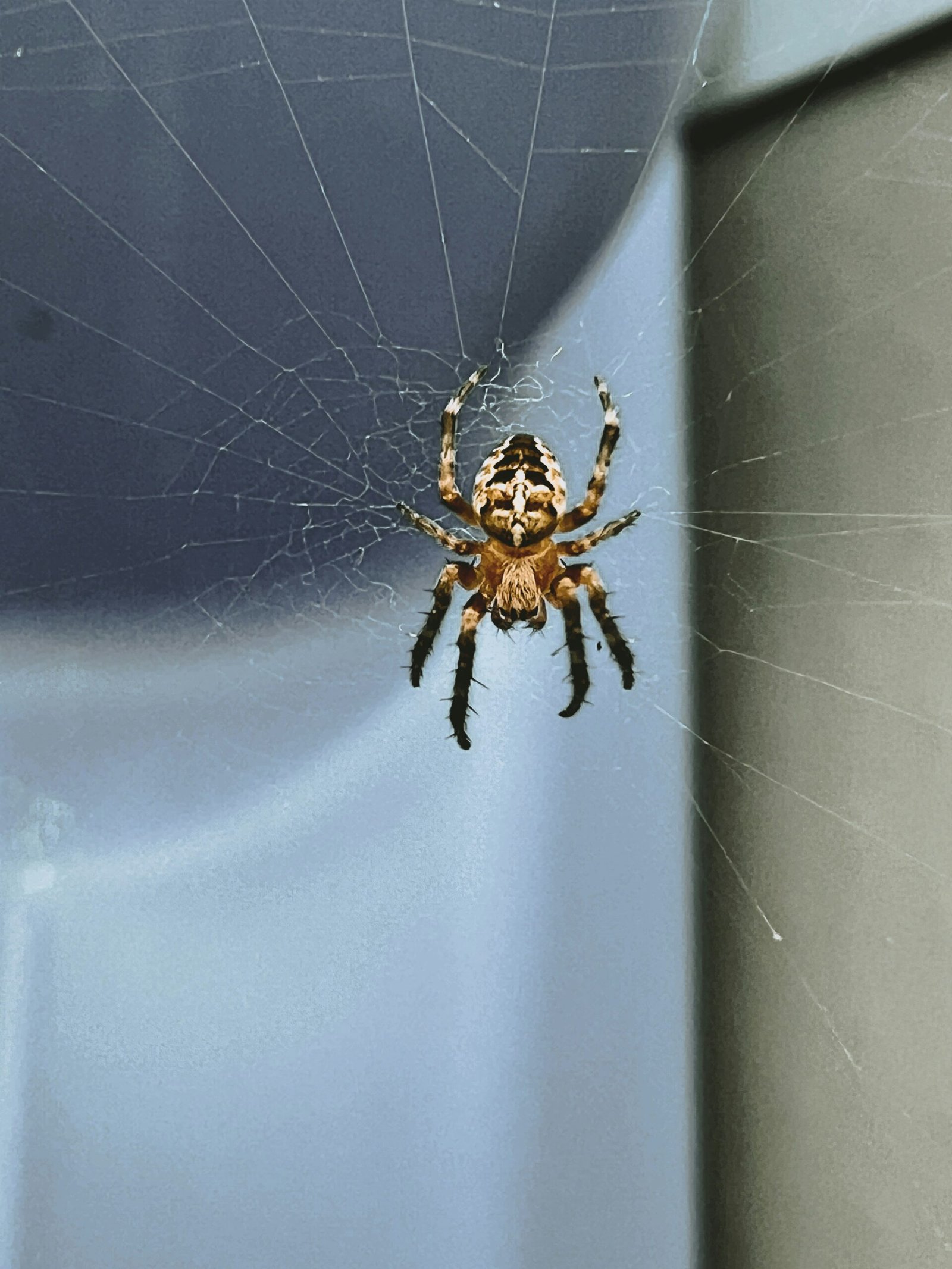 spider control los angeles