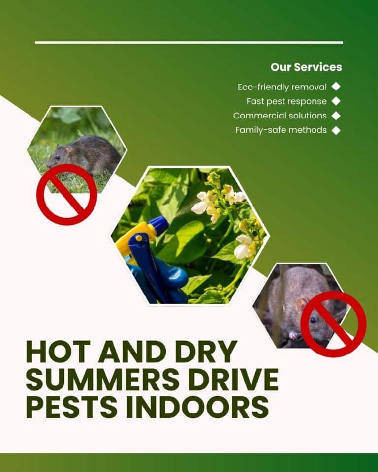 Eco-friendly pest control services graphic featuring rodent and insect images with prohibition symbols, emphasizing hot and dry summers driving pests indoors.