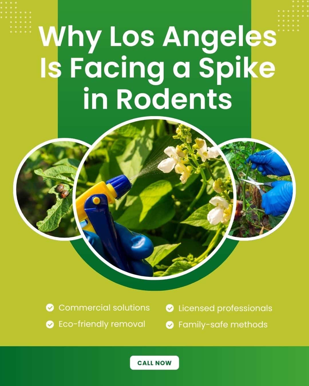 Image promoting pest control services in Los Angeles, featuring a person spraying plants with eco-friendly methods, highlighted text on rodent issues, and bullet points for commercial solutions, licensed professionals, and family-safe methods.
