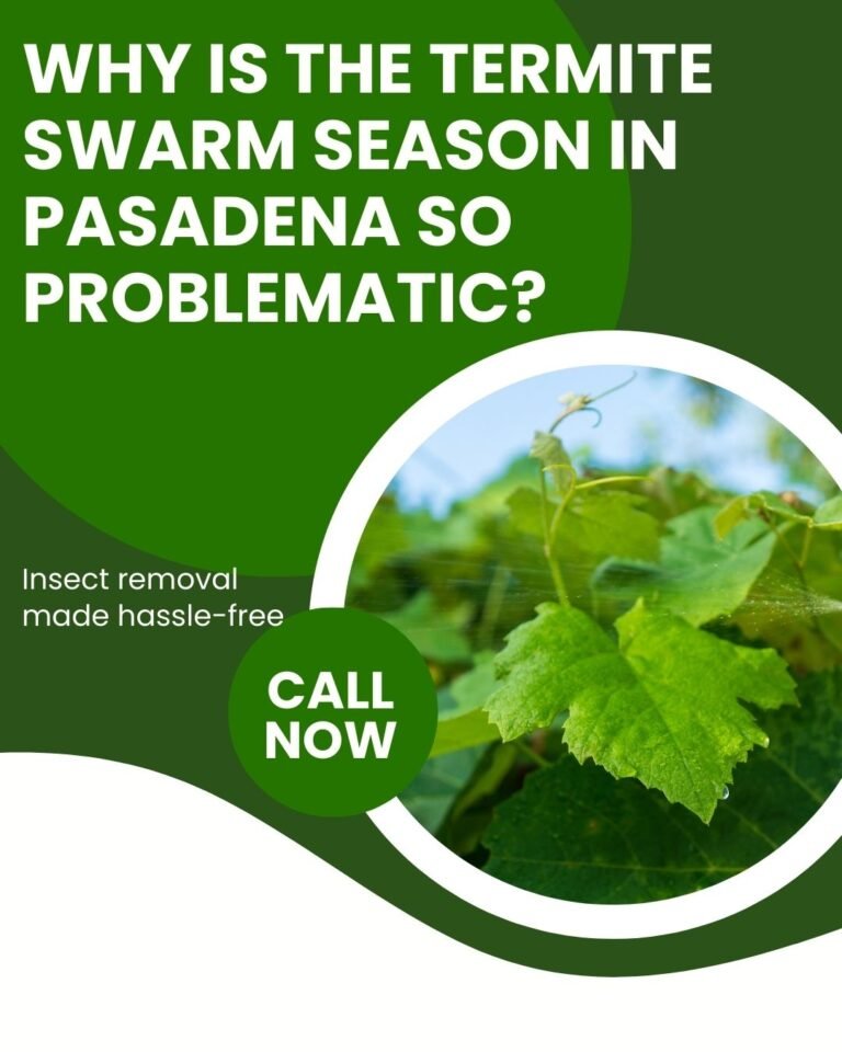 termite swarm season in Pasadena