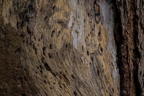Termite damage to wood, expert termite inspections and treatments by Touchdown Pest Control.