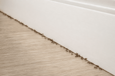 Trail of Argentine ants following a baseboard along the floor inside a Southern California home