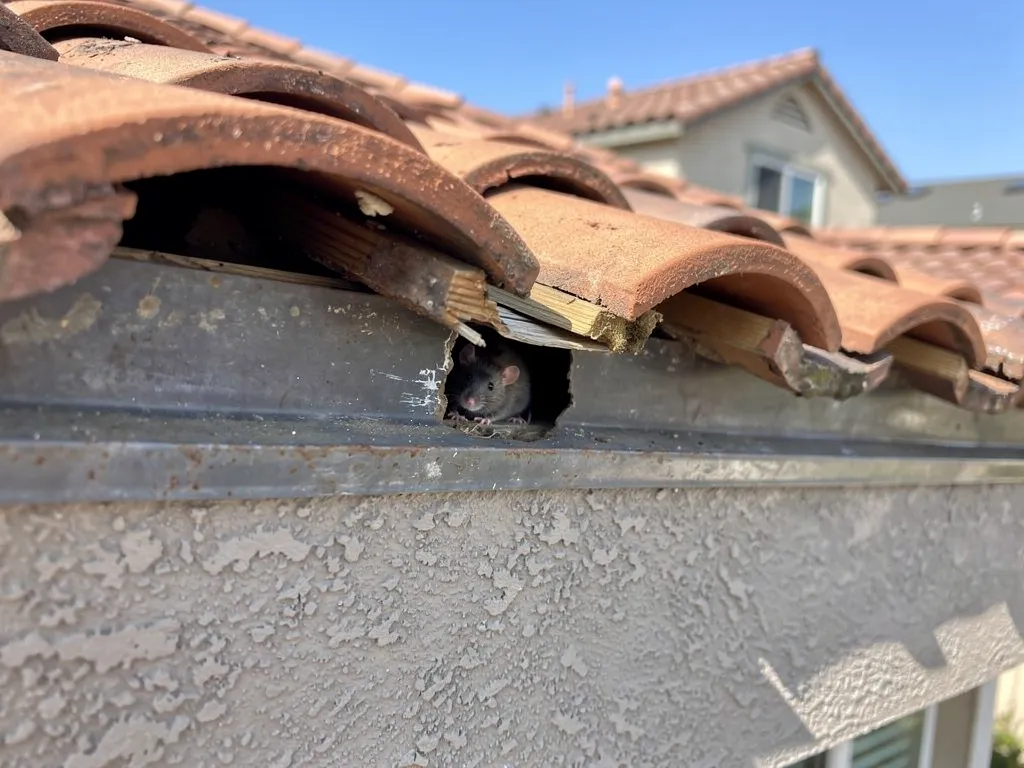 **Where Rats Get Into an Attic**